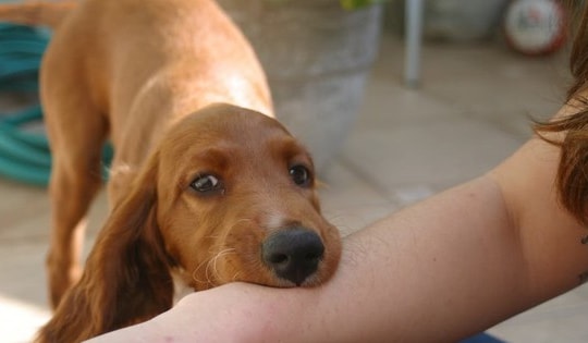 Hai trẻ tử vong thương tâm sau khi bị chó cắn