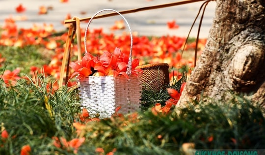 Tháng 3 Hà Nội rực đỏ mùa mộc miên