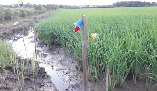 Đi bắt cá trong đêm ngoài cánh đồng, một thanh niên bị điện giật tử vong