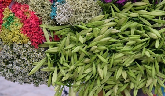 Hoa loa kèn đầu mùa, giá cao vẫn nhiều chị em tấp nập đặt mua