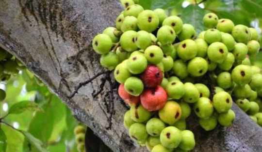 Tác dụng chữa bệnh của nhựa sung