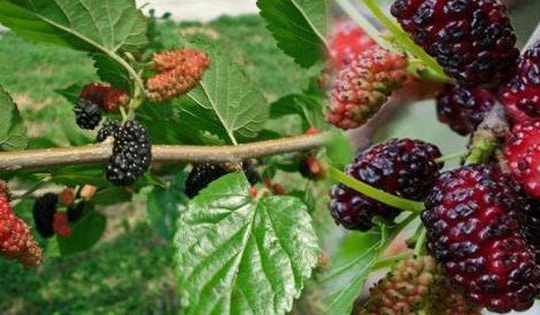 7 cách dùng quả dâu chữa bệnh