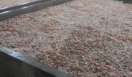 Kinh hoàng 5 bể chứa lòng lợn đầy vệt mốc đen loang lổ, bốc mùi hôi thối suýt được đưa vào sơ chế