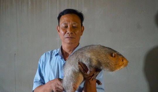 Nuôi con trời nóng nằm quạt, lạnh nằm đèn sưởi "đẻ" tiền tỷ mỗi năm