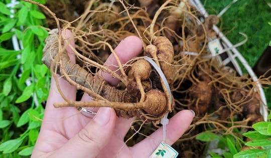 Chủ tịch UBND huyện Tu Mơ Rông chỉ 'mẹo' nhận diện đúng sâm Ngọc Linh trên thị trường