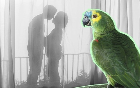 Chồng hoảng hốt vì vẹt cưng liên tục lặp đi lặp lại những lời ân ái đầy nóng bỏng của mình với người giúp việc