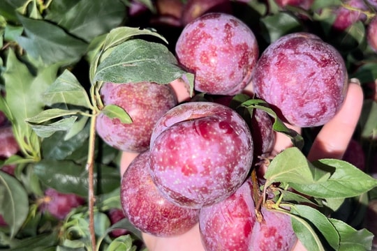 Bất chấp mận ngoại lấn lướt, mận hậu giá cao chót vót vẫn 'cháy hàng'