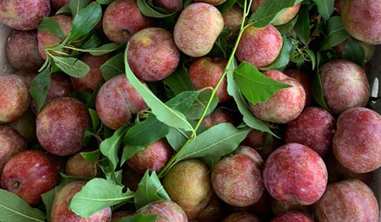 Mận Mộc Châu, Sơn La sốt giá trên chợ mạng