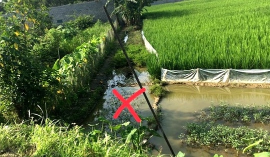 Dùng diện bẫy chuột ở ruộng làm hàng xóm tử vong, người đàn ông huyện Ninh Giang nhận án 18 tháng tù