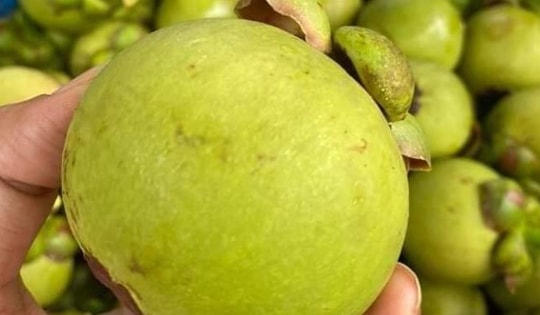 Đắt gấp cả chục lần quả chín, măng cụt xanh có gì đặc biệt mà giá tới cả nửa triệu đồng vẫn khó mua?