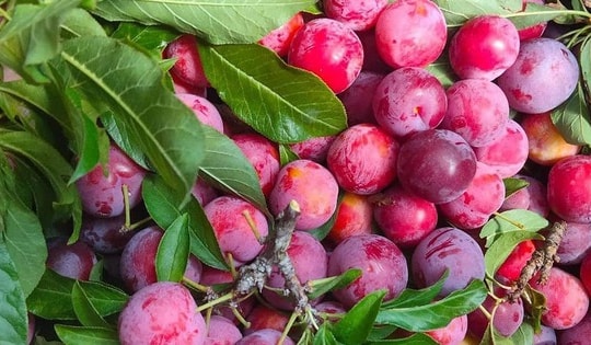 Bất ngờ với loại "cherry" giá chỉ vài chục nghìn đồng ồ ạt bán trên thị trường