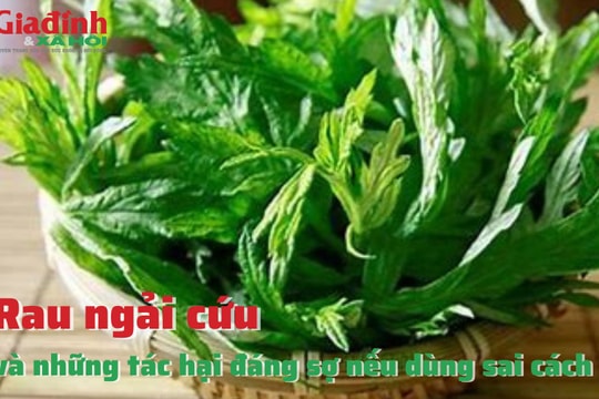 Rau ngải cứu và những tác hại đáng sợ nếu dùng sai cách