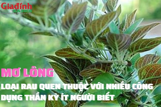 Mơ lông, loại rau quen thuộc với nhiều công dụng thần kỳ ít người biết