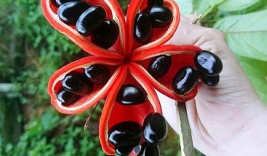 Tên giống một bộ phận của con gà, loại hạt đặc sản này dù chi tiền trước vẫn khó mua