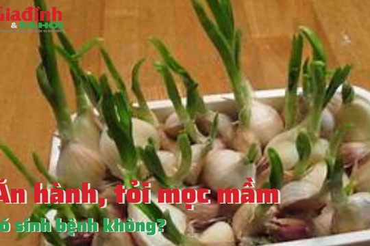 Ăn hành, tỏi mọc mầm có sinh bệnh không?