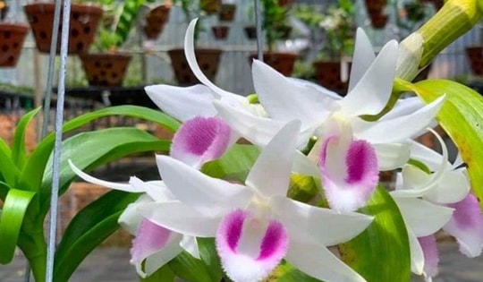 Những loại hoa gây 'sốt' một thời giờ rớt giá thê thảm