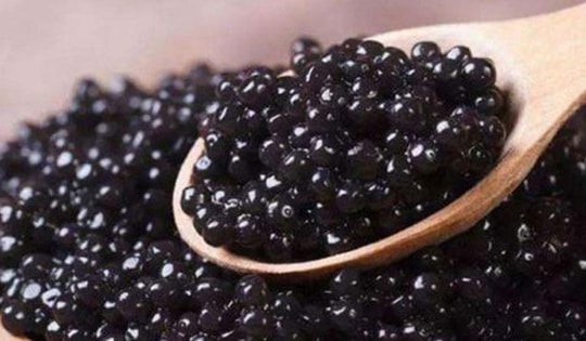 'Hạt ngọc trai của biển': Từ thức ăn cho lợn thành món xa xỉ bậc nhất