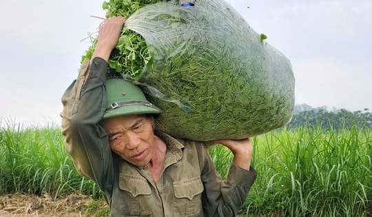 Trồng rau má cổ, lão nông ở Thanh Hóa thu 400 triệu đồng mỗi năm