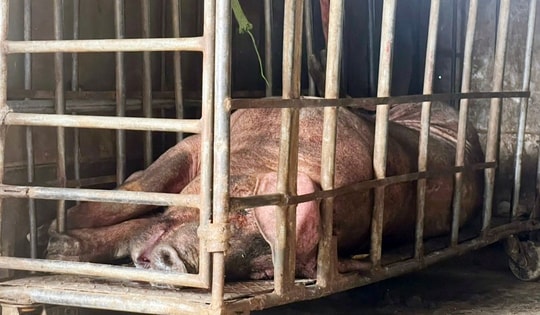 Mạnh tay 'xử' hành vi kinh doanh động vật, sản phẩm động vật không rõ nguồn gốc