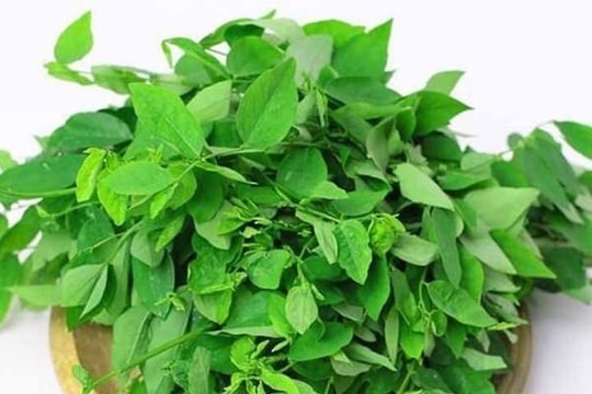 Những công dụng trị bệnh của rau ngót bạn nên biết