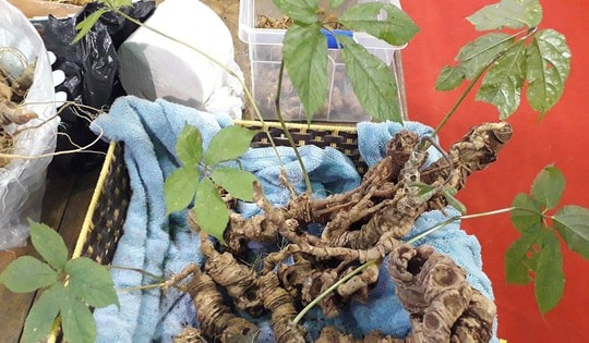 Những củ sâm Ngọc Linh quý hiếm, giá tiền tỷ gây xôn xao