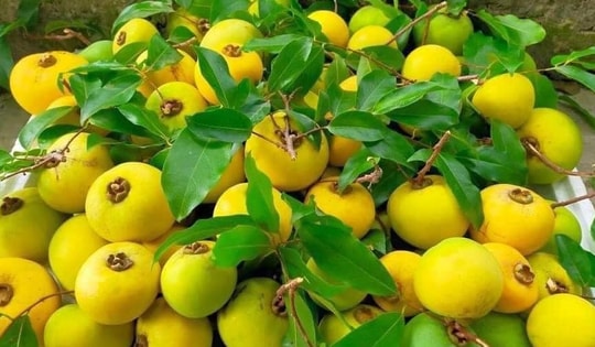 Giá quả thị cả cành lên đến 200.000 đồng vẫn hút người tiêu dùng đầu mùa thu