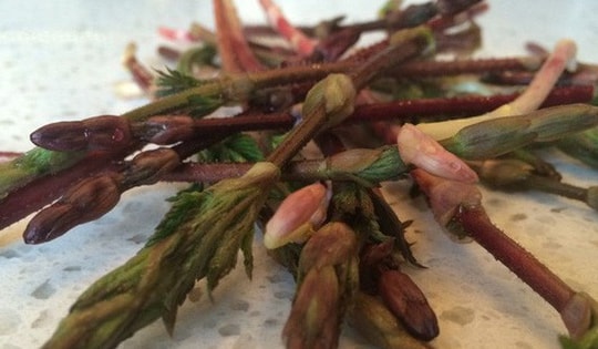 Hình dáng giống măng tây nhưng loại rau này đắt tới chục triệu đồng mỗi kg vẫn được săn lùng