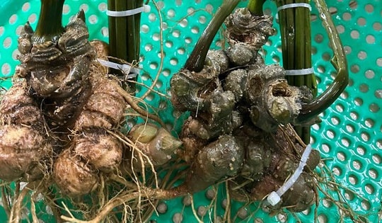 Rao bán la liệt sâm Ngọc Linh mập ú, giá chỉ 300 nghìn đồng/củ