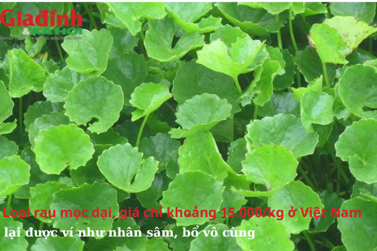 Loại rau mọc dại, giá chỉ khoảng 15.000/kg ở Việt Nam, lại được ví như nhân sâm, bổ vô cùng