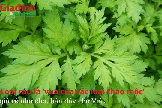 Loại rau được mệnh danh là ‘vua của các loại thảo mộc’, giá rẻ như cho, bán đầy chợ Việt
