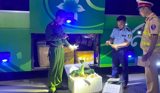Bất ngờ kiểm tra xe ô tô lúc rạng sáng, thu giữ hàng chục kilograms sâm củ thối hỏng bốc mùi