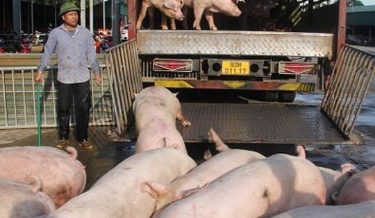 Giá heo hơi liên tục chạm đáy, người nuôi lo thất thu vụ Tết