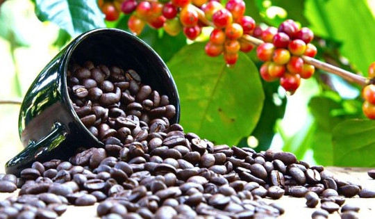 Giữa lúc giá cao kỷ lục, loại hạt tỷ USD của Việt Nam xuất khẩu ‘chạm đáy’