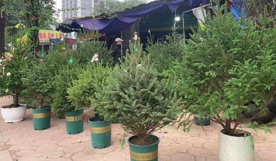 Thông tươi đắt khách dịp Noel 2023