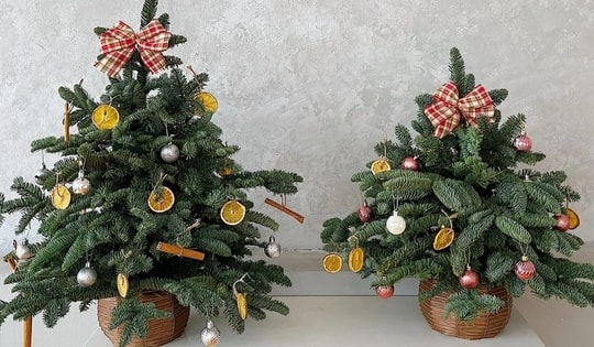 Thông tươi Noel nhập ngoại loạn giá
