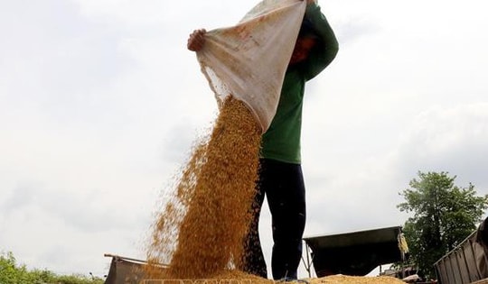 Thị trường nông sản: Giá lúa tăng nhưng giá gạo giảm