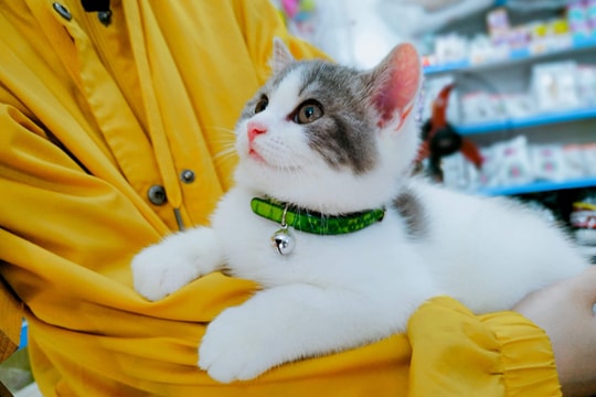 Quy định về nuôi chó, mèo mới nhất