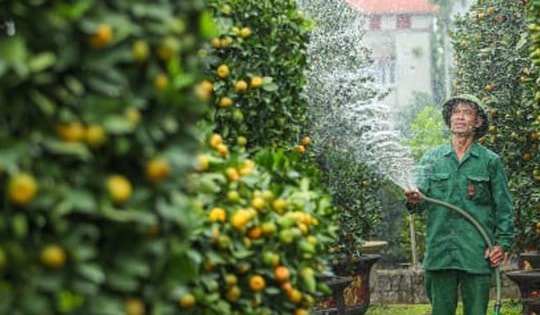 Quất lục bình tiền triệu trĩu quả, sắp tung ra thị trường Tết Giáp Thìn 2024