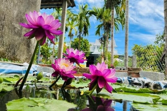 Ý nghĩa phong thủy của hoa súng