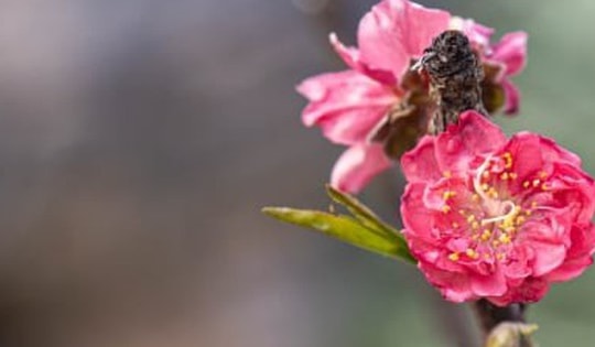 Cận cảnh đào Thất Thốn tiền triệu bị ép 'ngủ' phòng điều hòa để nở hoa trúng Tết