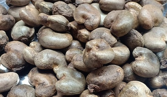 Chi 3 tỷ USD gom mua, loại hạt từ Bờ Biển Ngà đổ bộ Việt Nam
