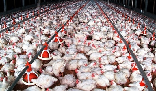 Cận Tết, triệu hộ chăn nuôi vẫn gồng lỗ, giá gà, lợn chìm sâu dưới đáy