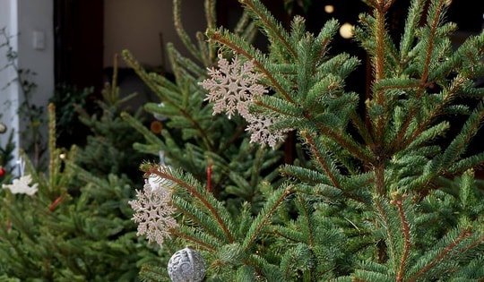 Đổ bộ thị trường trước lễ Giáng sinh, thông tươi nhập khẩu giá siêu rẻ