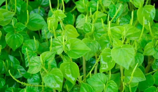 Từng bị coi là rau dại, công dụng bất ngờ của rau càng cua đối với sức khỏe không phải ai cũng biết