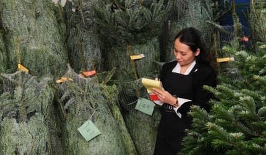 TP.HCM: Cây thông tươi nhập khẩu hút khách trước Giáng sinh