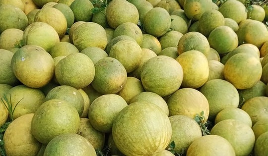 Bưởi rớt giá thảm, củ đậu 1.500-1.800 đồng/kg vẫn khó bán