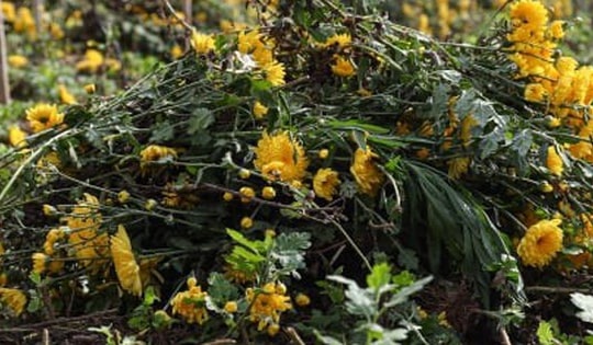 Giá rớt thảm ngay sát vụ Tết, hoa cúc Tây Tựu bị bỏ đầy đồng