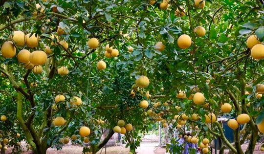 Thủ phủ bưởi diễn: Tới tấp đơn hàng Tết, kiếm bộn tiền check-in