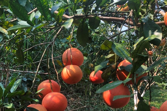 Bưởi đỏ tiến vua lại đến mùa “sốt”