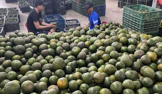 Giải cứu cam sành đến khi nào?